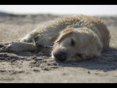 FLAT COATED RETRIEVER Adelaide Royal Show 2015 | FunnyDog.TV