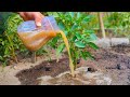 Unlock Abundant Peppers! 3 Proven Tricks to Maximize Yield and Keep Your Plants Disease - Free