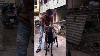 Vilayati Menda Vilayati Sheep #vilayati #vilaytisheep #sheep #animals #goat #bakra #karnataka #yt