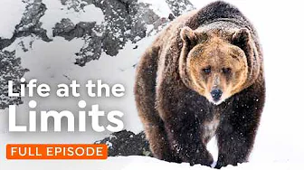 Adapt or Die: How Wildlife Survives Extreme Weather | 4K Nature Documentary