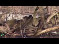 Nutria comiendo pescado. Loutre mangeant du poisson