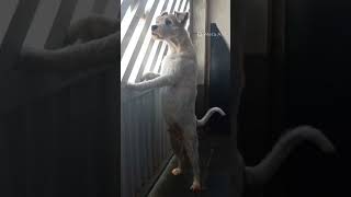 Luna, Slash e Vitório #music #cat #dog #mypets