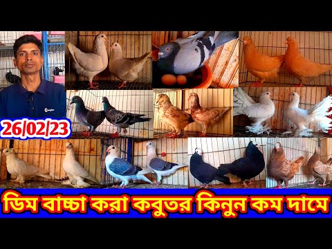 যারা ডিম বাচ্চা নিয়ে চিন্তা করেন এই ভিডিওটি তাদের জন্য | কম দামে ডিম বাচ্চা করা কবুতর কিনুন