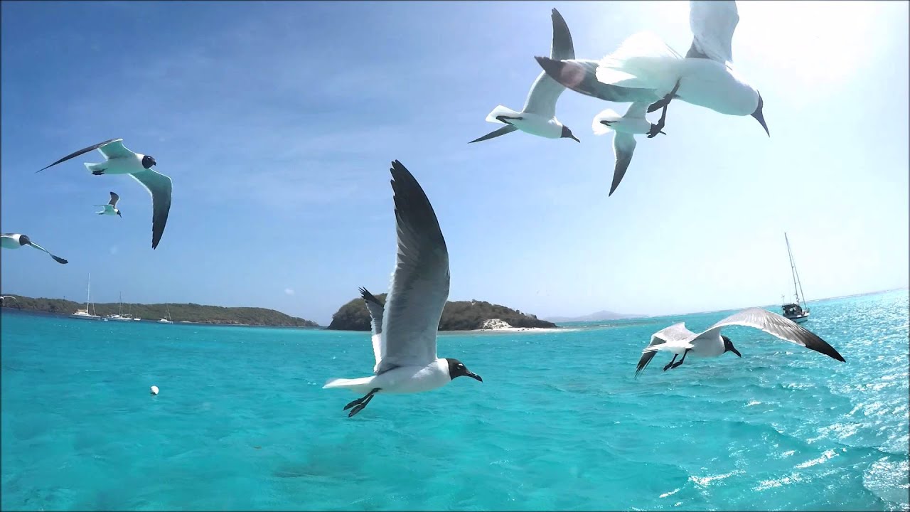 Tobago Cays, Grenadines:mouettes