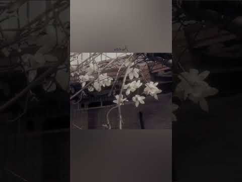 مشتاق لك بالحيل بدون موسيقى