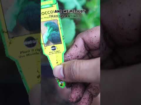Grow Green Magic Broccoli Easy Garden Tips Shorts