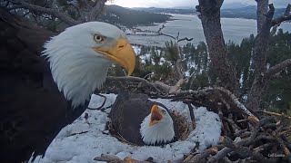 FOBBV CAM🦅Jackie & Shadow Batten Down The Hatches🌬Winter Storm Warning Is Now In Effect☔️2024-02-04