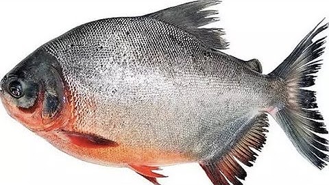 Hướng dẫn bài mồi câu cá chim rẻ tiền mà chất lượng nhất mình từng biết - mồi cá chim siêu nhạy.