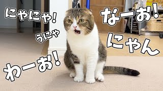 家が広くなったのが楽しすぎておしゃべりが止まらない親子猫が可愛すぎたw