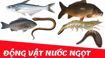 Bé học các loại cá nước ngọt | Em tập nhận biết con cá | Dạy tiếng việt cho bé