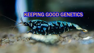 Keeping good shrimp  mix genetics boa tank
