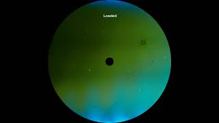 T. Jacques - Loaded