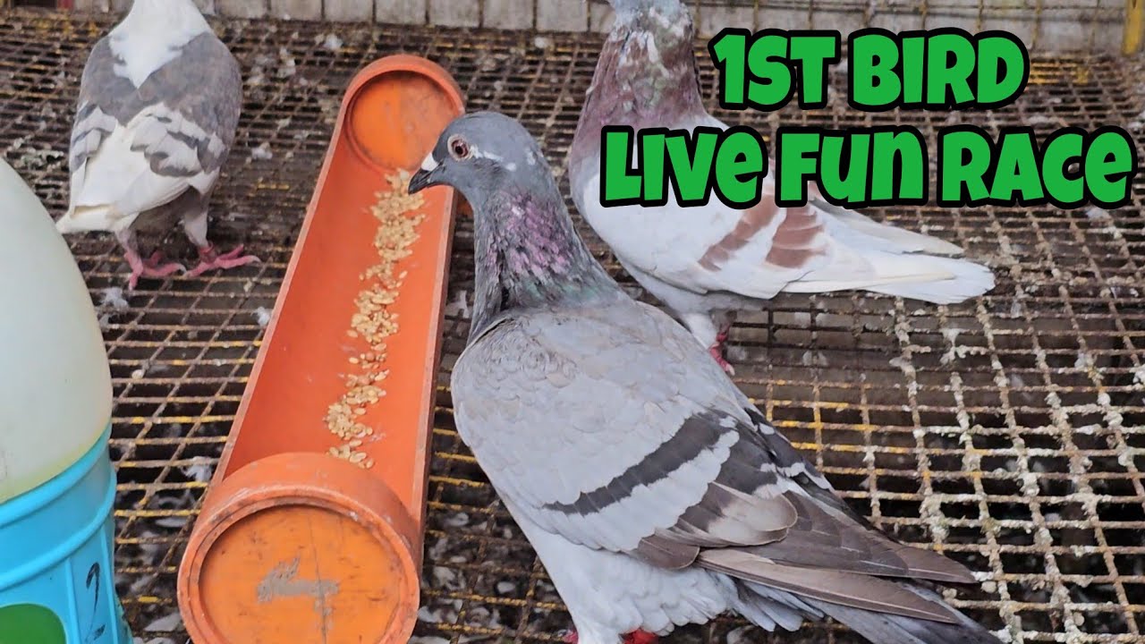 GWRPA 2ND LAP FUN RACE SOLANO NUEVA VIZCAYA SUPER SMASHED RACE SA WALANG TIGIL NA ULAN!😱