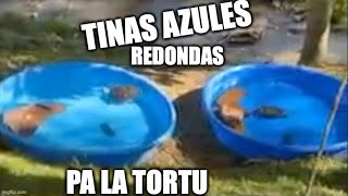 tinas azules redondas, perfectas para habitat de tortuga