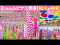 栃木の映えスポット開園！3万本のルピナスが彩る絶景空間とアンブレラスカイ。鹿沼の花木センターとカッパ饅頭と佐野ラーメンを巡るドライブ