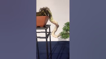 #松柏盆景制作 #盆景家族 #济州真柏 #shimpaku #juniper