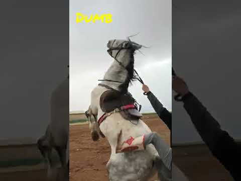 What a way to die 🤠🤣🐴 #shorts #horse #morocco #usa #trending #agadir