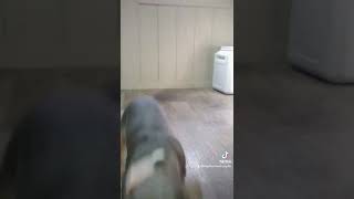 Celebrity MUST SEE!! PUPPIES AVAILABLE!! COMMENT FOR DETAILS!! Wealth