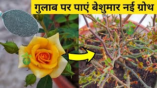 गुलाब पर बेशुमार ग्रोथ. Rose plant care.Rose plant growing tips.How to get maximum growth on rose.