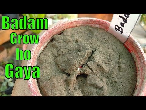 Badam Germinate Ho Gaya 22 Din Ka Result maintain