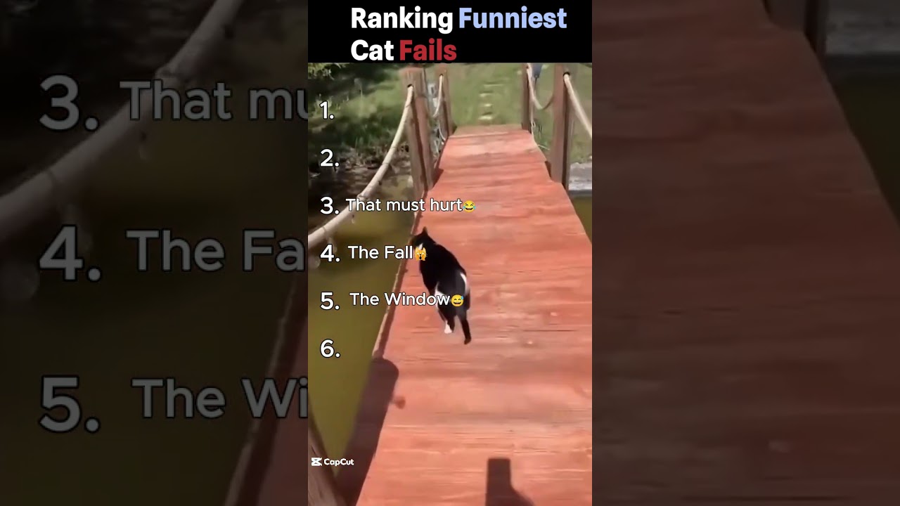 Funniest Cat Fails 😂 - Funny Cat Ranking Videos