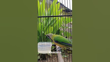 CUCAK CUNGKOK ROLL FULL BESETAN KASAR‼️ #cucakcungkokgacor