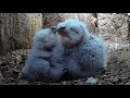 Tawny Owl Chicks Can Now Stand | Luna &amp; Bomber | Wild Lives | Robert E Fuller