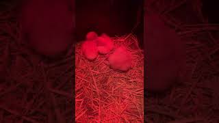 UPDATE!!! On shrink wrapped duckling