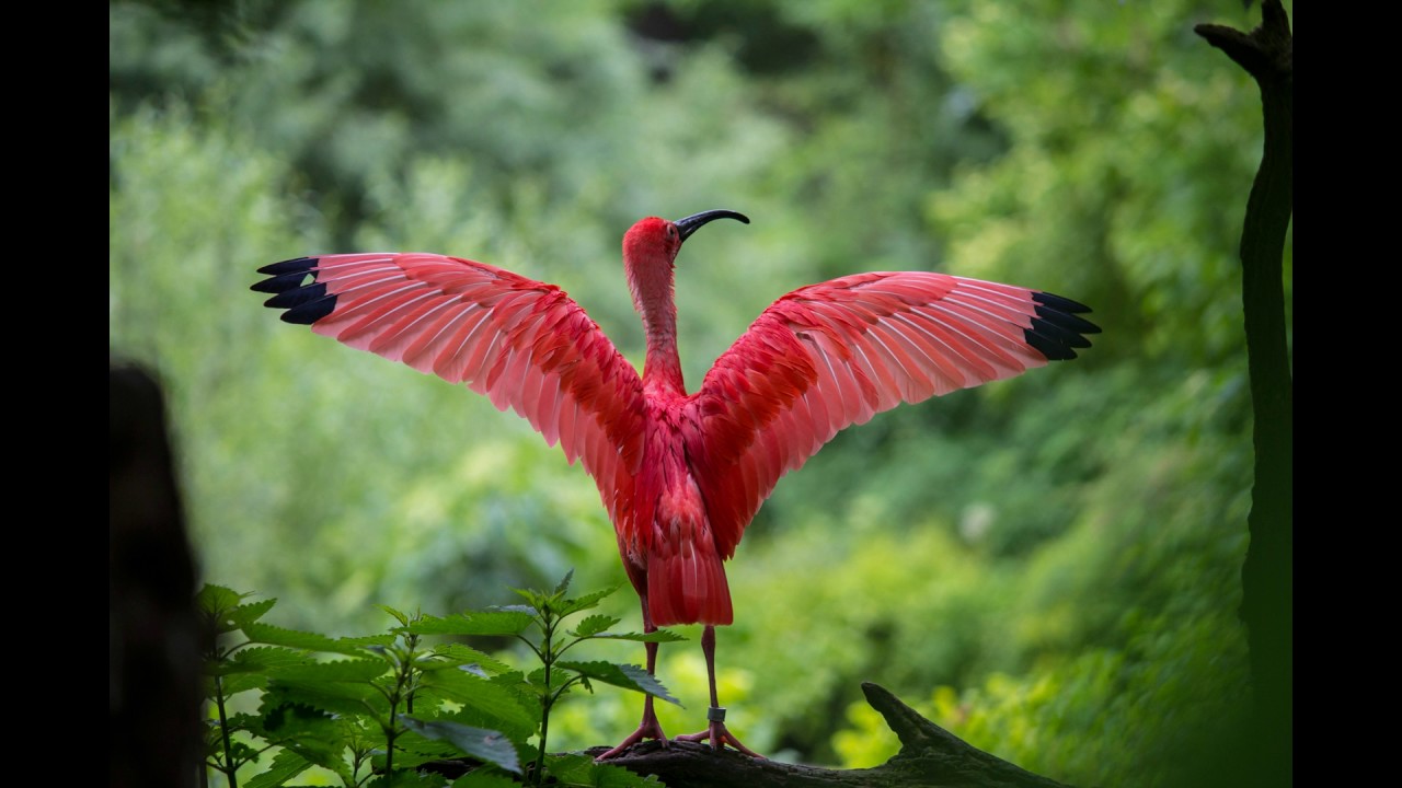 285 Alpha Tissue & Organ Repair, Mind Body Unity Solfeggio + Rife Pure Tone FREE DL W/ MONAURAL