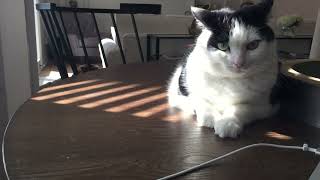 Little girl bang table with her hand then cat taps her nose with its paw
