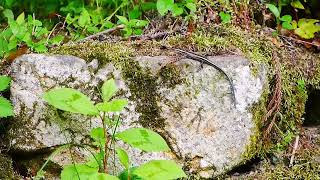 マムシに尻尾を振るニホントカゲ Plestiodon japonicus 幼体