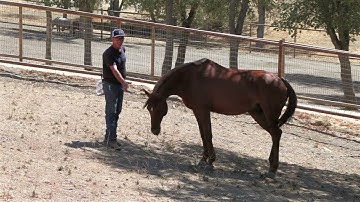 Do You Really Need To Touch Your Horse?