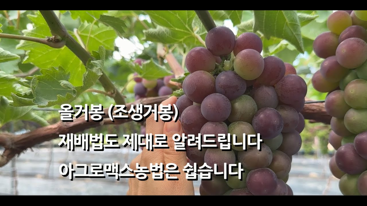 상주 모서의 조생거봉 올거봉 2년차. 착색과 비대가 그림같이 진행되고 있어요.