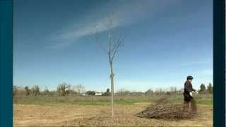 Chapter 5: When Do I Prune and How Much?