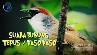 SUARA BURUNG TEPUS ATAU BURUNG KASO KASO GACOR PIKATAN MP3