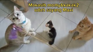 LINCAHNYA KUCING MAXI SETELAH ADA KELUARGA YANG MENYAYANGI!!#kucing #cat #kucinglucu #cute #cutecat