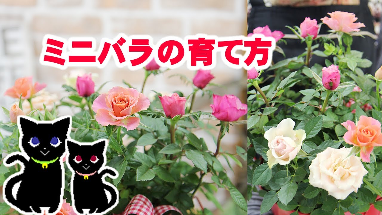 ミニバラの管理と育て方について Youtube ミニバラの管理と育て方について Youtube