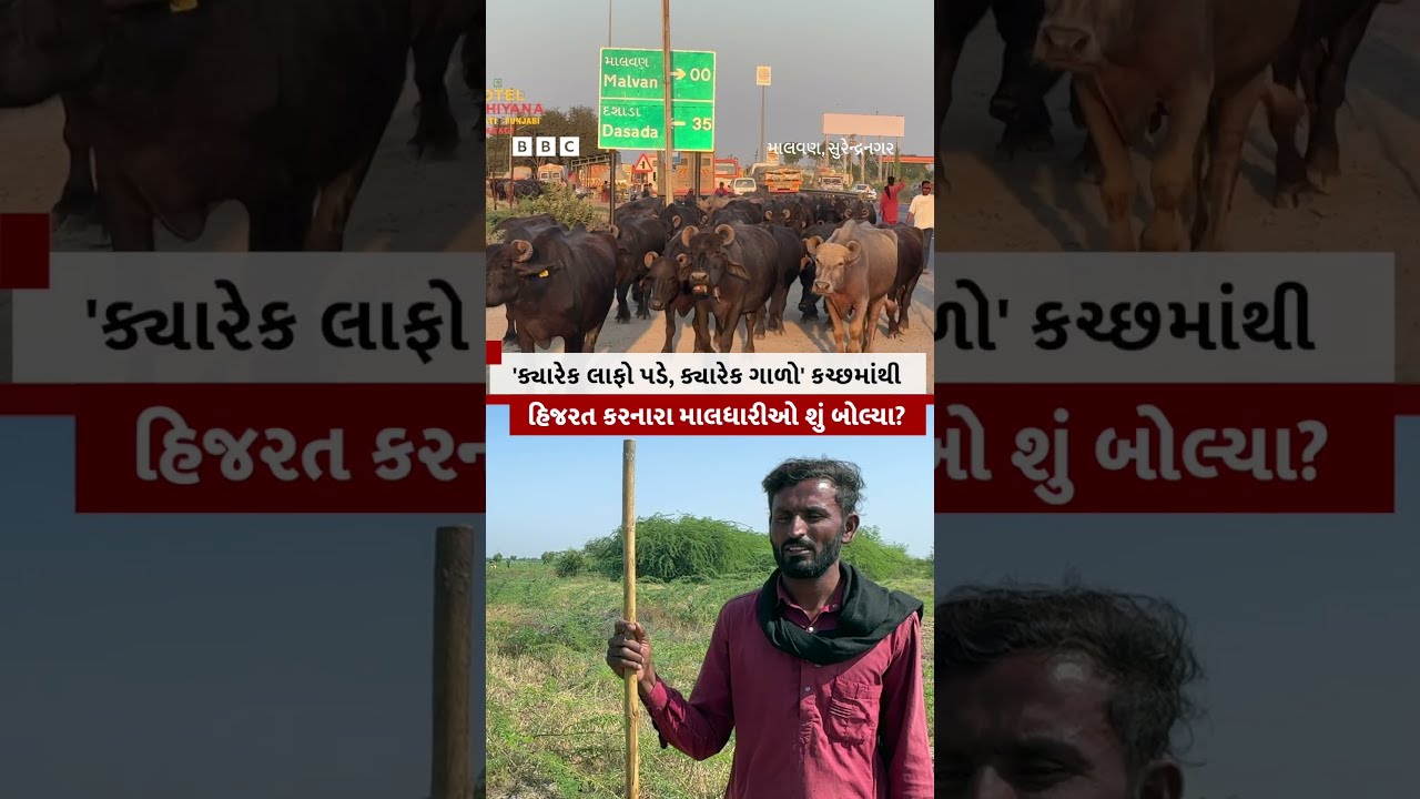 'ક્યારેક થપ્પડ પડે, ક્યારેક ગાળો,' Kutch માંથી હિજરત કરનારા Maaldhari શું બોલ્યા?