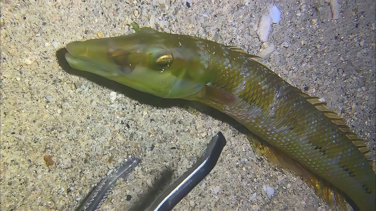 Live Stream 🟢 –Diving Monster Trophies - Full Thrilling Record！ #diving #fishing #seafood #shorts