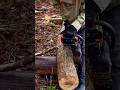 (15) 森で最悪なエリアを、最高の場所に開拓！(足らずの材料確保で、山小屋の屋根作りが大詰め！)
