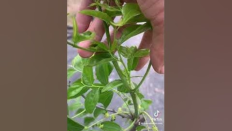 Kỹ Thuật để cây Hồng táo - Táo tàu đậu trái