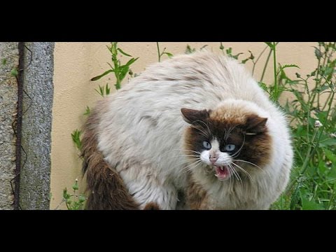 Vidéo: Traitement De La Rage Chez Les Chats