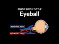 Blood Supply of the Eye (Ophthalmic Artery & Vein) - Anatomy