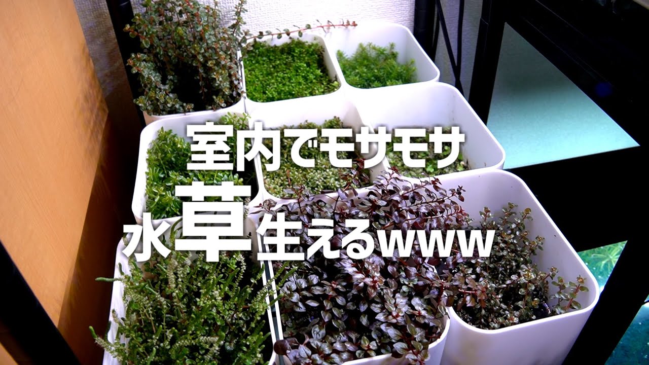 水槽内の水草を室内栽培。水草ファームを完成させ自給自足へ！#286【アクアリウム】