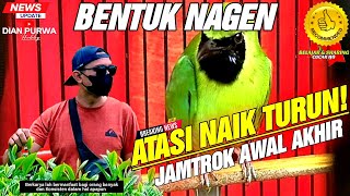 BUKTI NAGEN❗BIKIN CUCAK IJO JAMTROK NAGEN SATU TITIK DAN ATASI KENDALA NAIK TURUN || KICAUMANIA