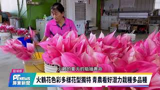 火鶴花色彩多樣花型獨特 青農看好潛力栽種多品種