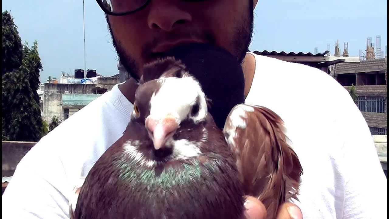 Pigeon Empire Loft Tour (my awesome fancy pigeon breeds)