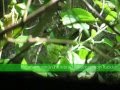 Picaflor común (Chlorostilbon lucidus) en nido en Jardín de Plantas Nativas Solnaturi