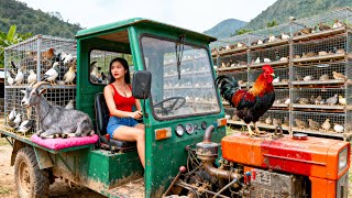 Bought 300 Quails, a Cute Baby Goat To Raise, Repair Goat Pen into Quail Pen