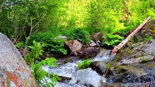 Beautiful Mountain River Flowing Sound. Forest River, Relaxing Nature Sounds/ Sleep/Meditation/Focus